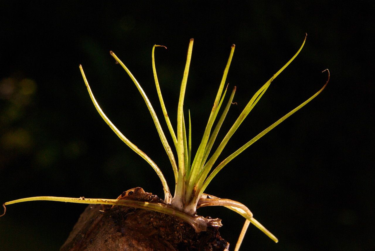 Isoetes echinospora flower