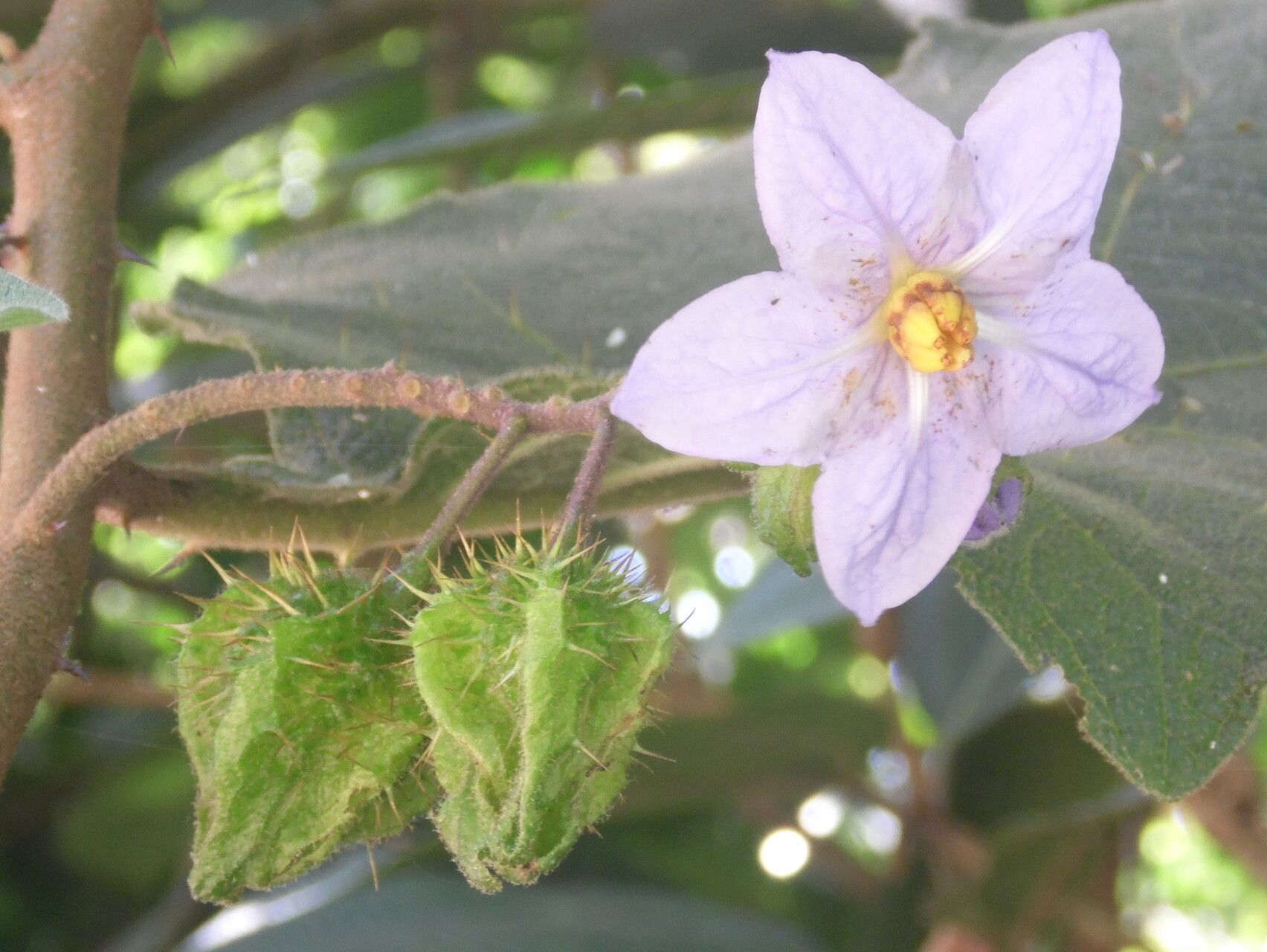 Solanum hexandrum — houseplant care guide