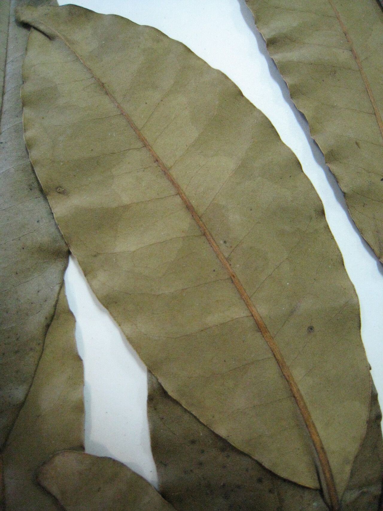 Aspidosperma excelsum other