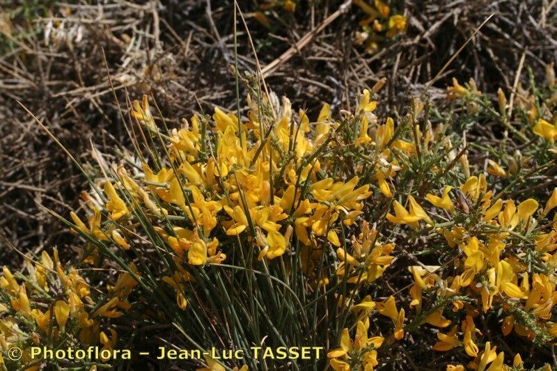 Genista versicolor habit