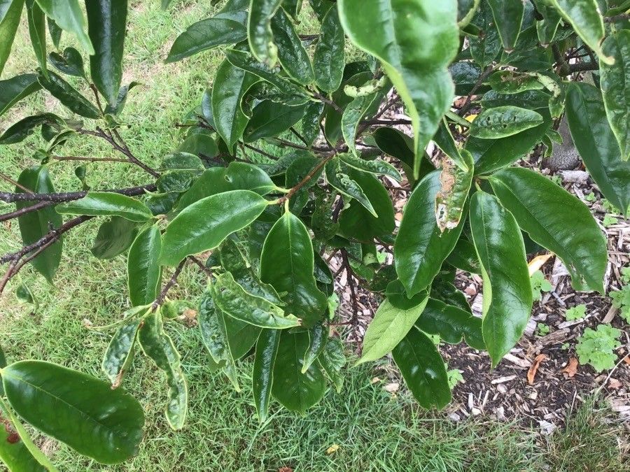 Prunus phaeosticta — search result for 'Laos'