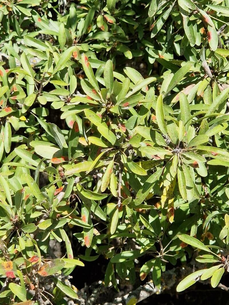 Pyrus elaeagrifolia leaf