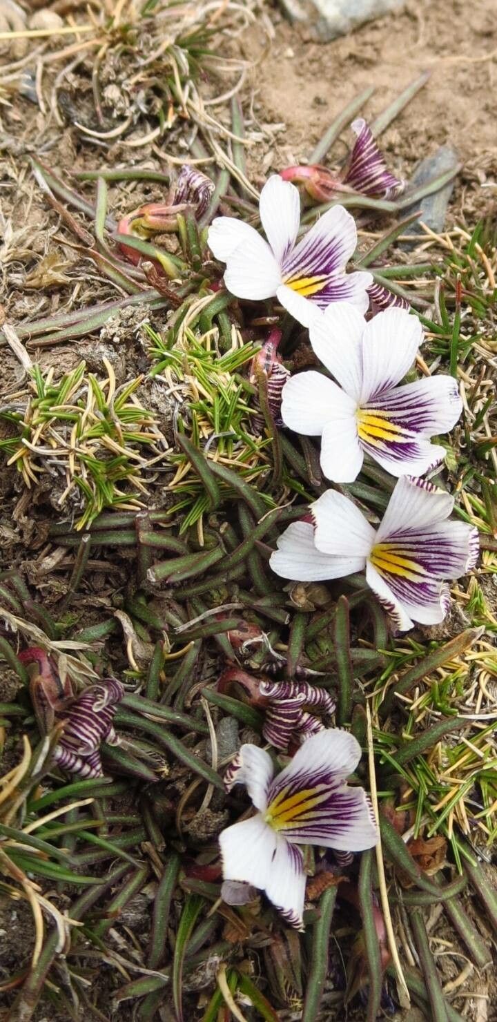 Viola pygmaea flower