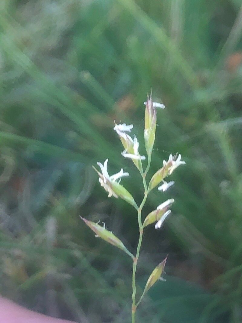 Festuca indigesta flower
