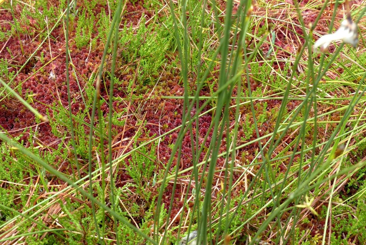 Carex pauciflora — houseplant care guide