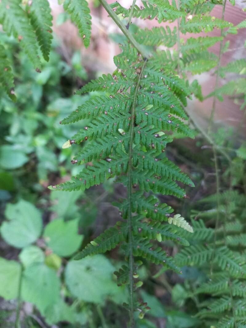 Pteridium arachnoideum