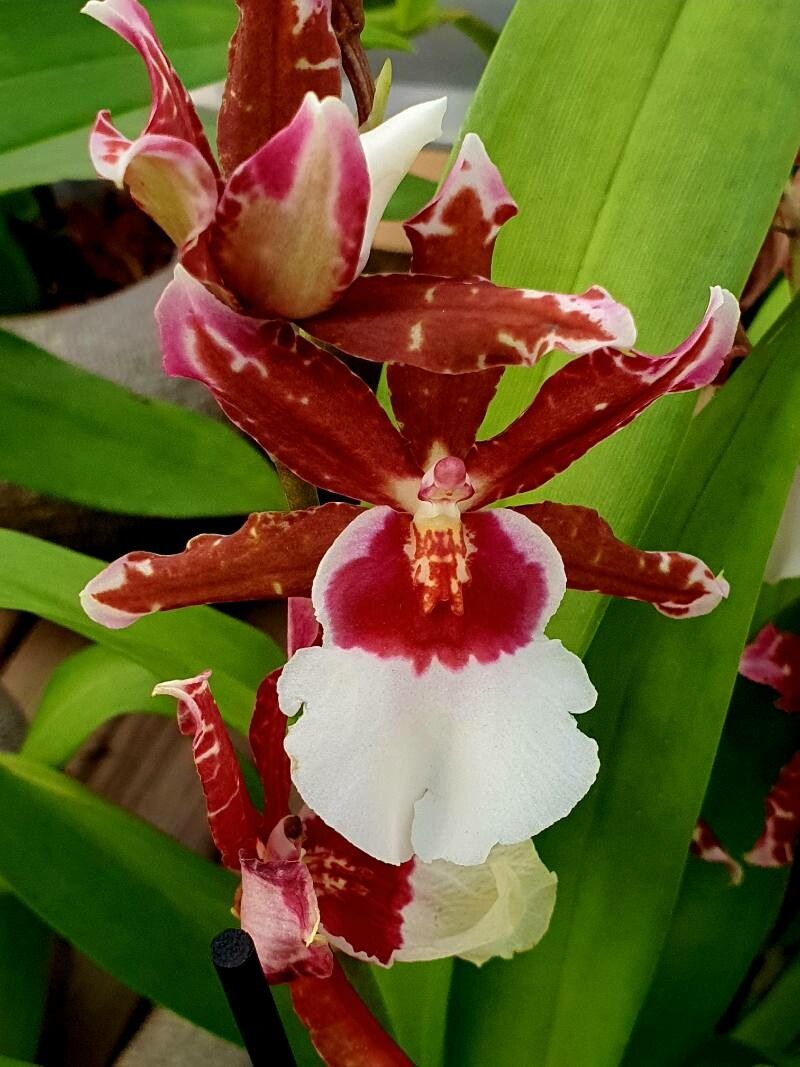 Oncidium crocidipterum flower