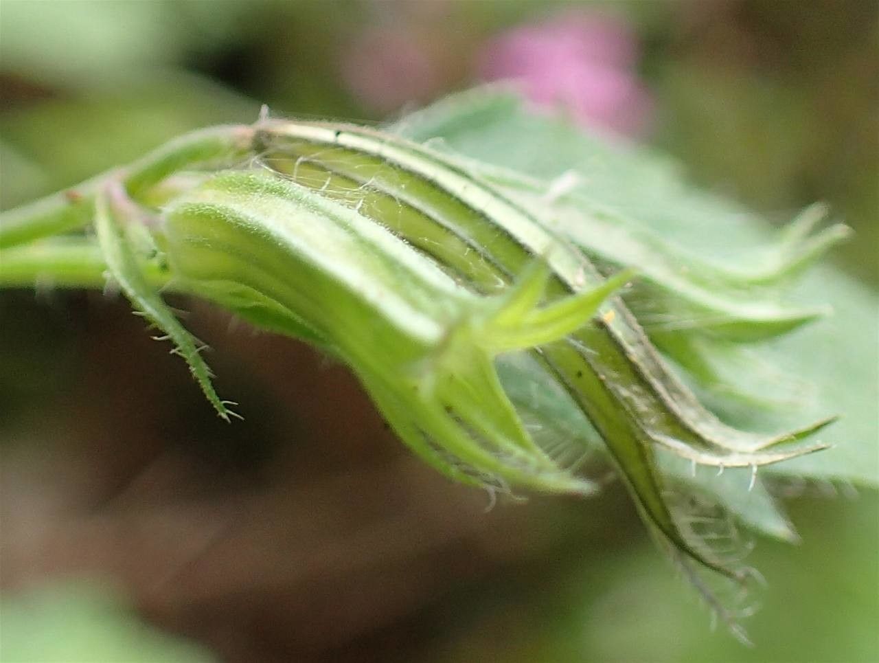 Clinopodium grandiflorum fruit