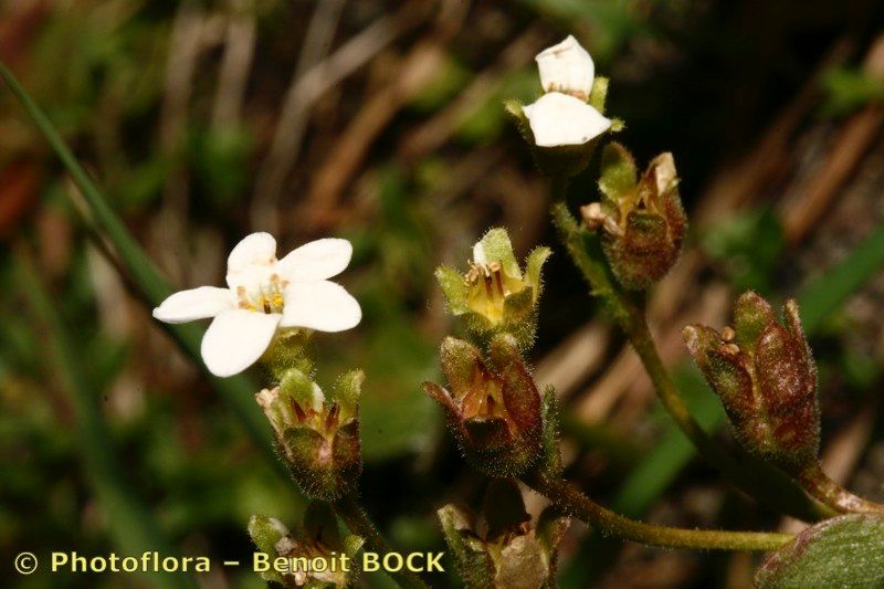 Saxifraga depressa habit
