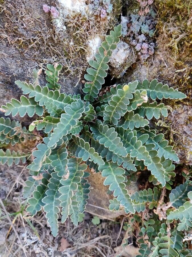 Asplenium ceterach