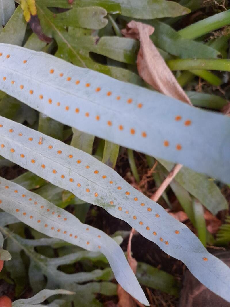 Phlebodium pseudoaureum fruit