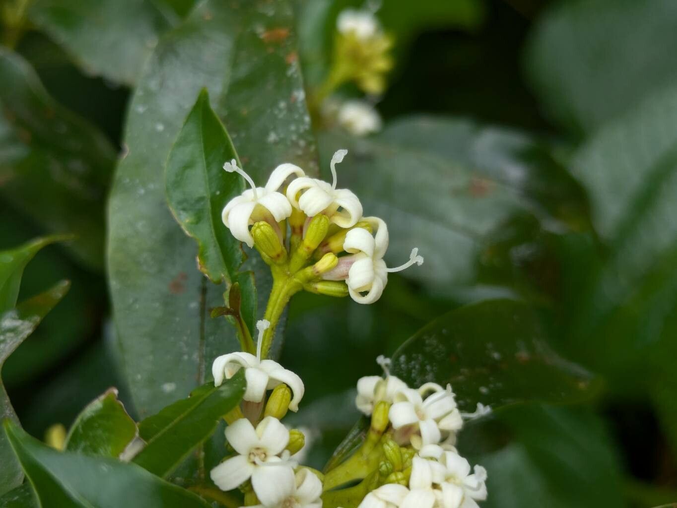 Palicourea sessilis flower