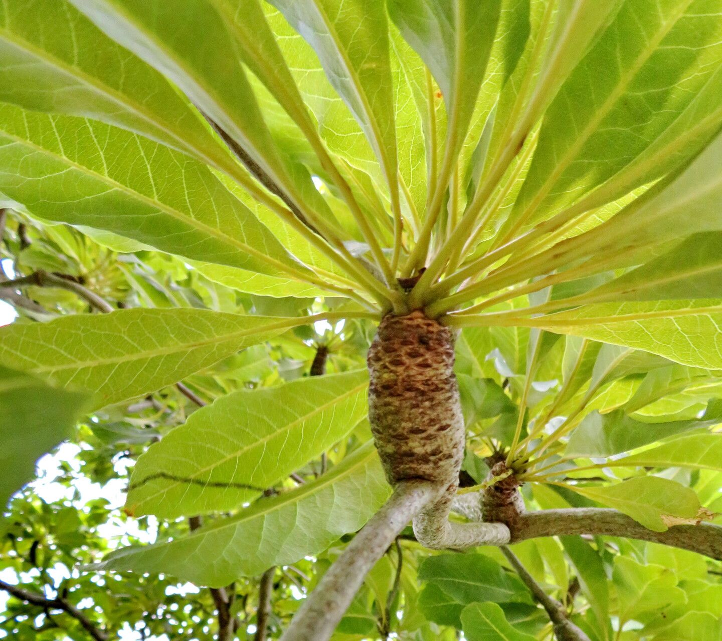 Terminalia benzoe — search result for 'Terminalia'