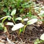 Fallopia convolvulus