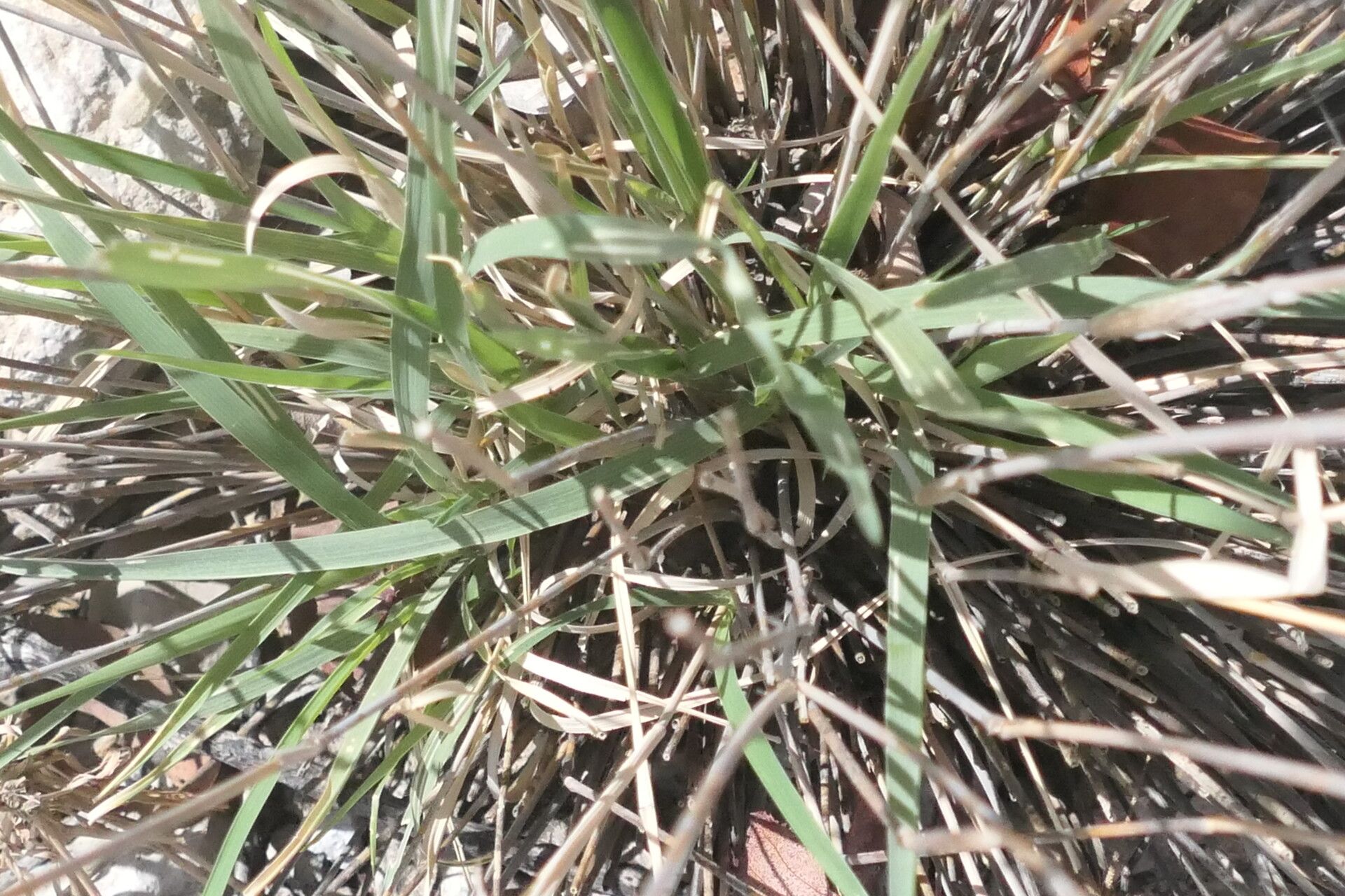 Fingerhuthia africana leaf