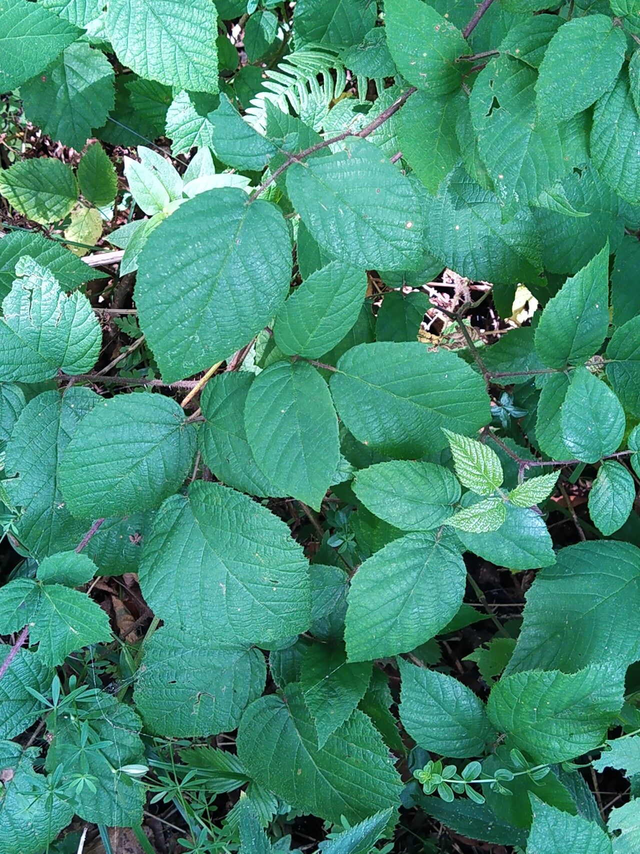 Rubus hirtus — search result for 'Belarus'