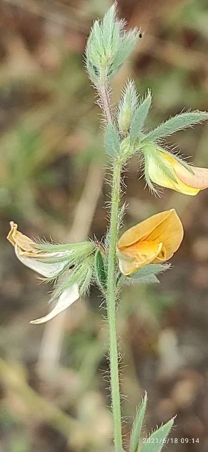 Lotus castellanus — search result for 'Lotus'