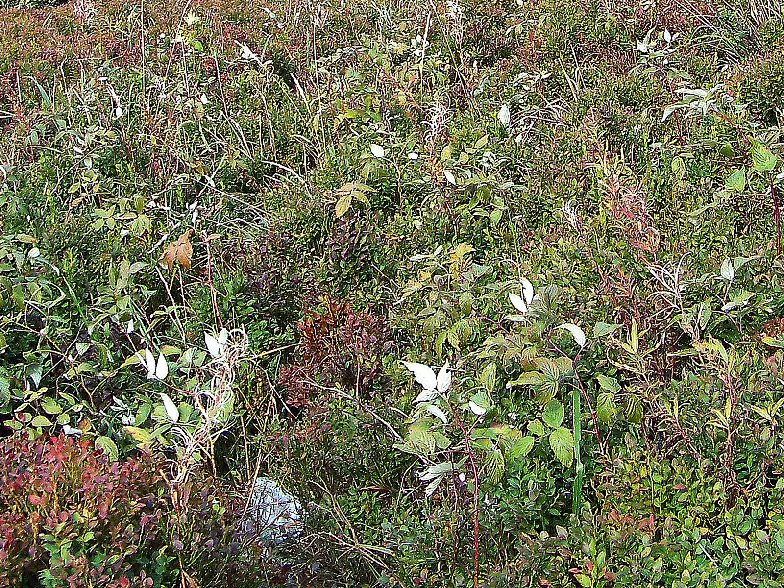 Rubus clusii — houseplant care guide