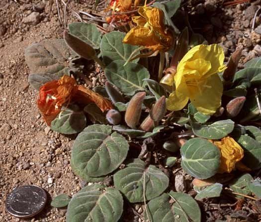 Oenothera xylocarpa habit
