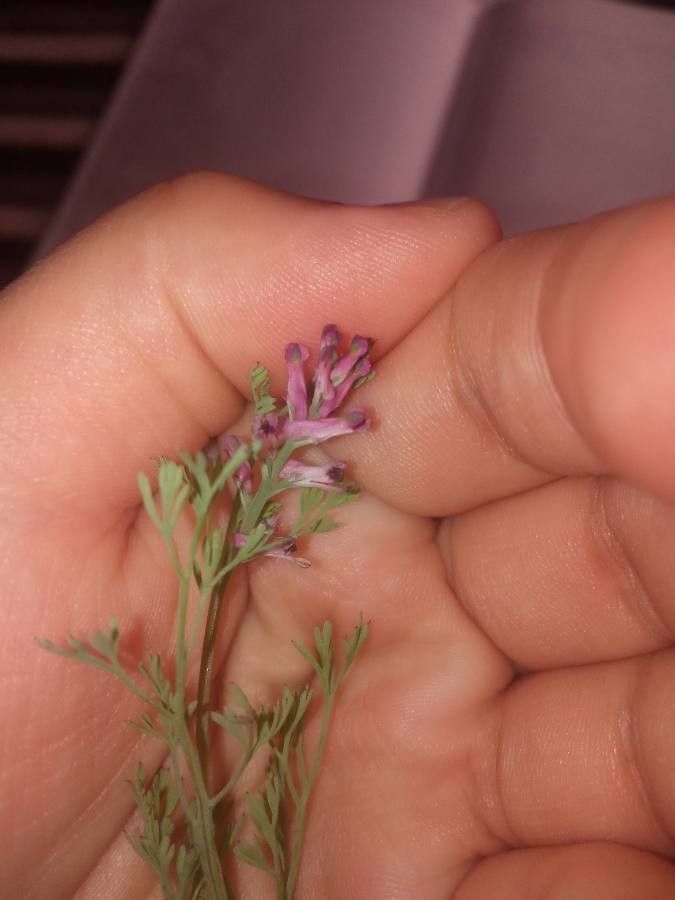 Fumaria indica — search result for 'Fumaria'