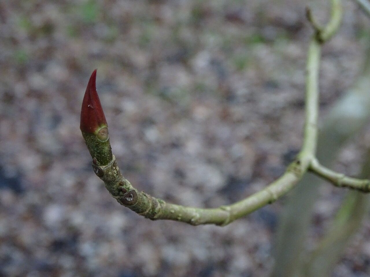 Emmenopterys henryi bark