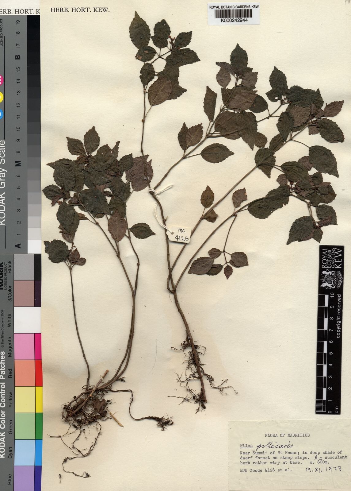 Pilea pollicaris — search result for 'Pilea'