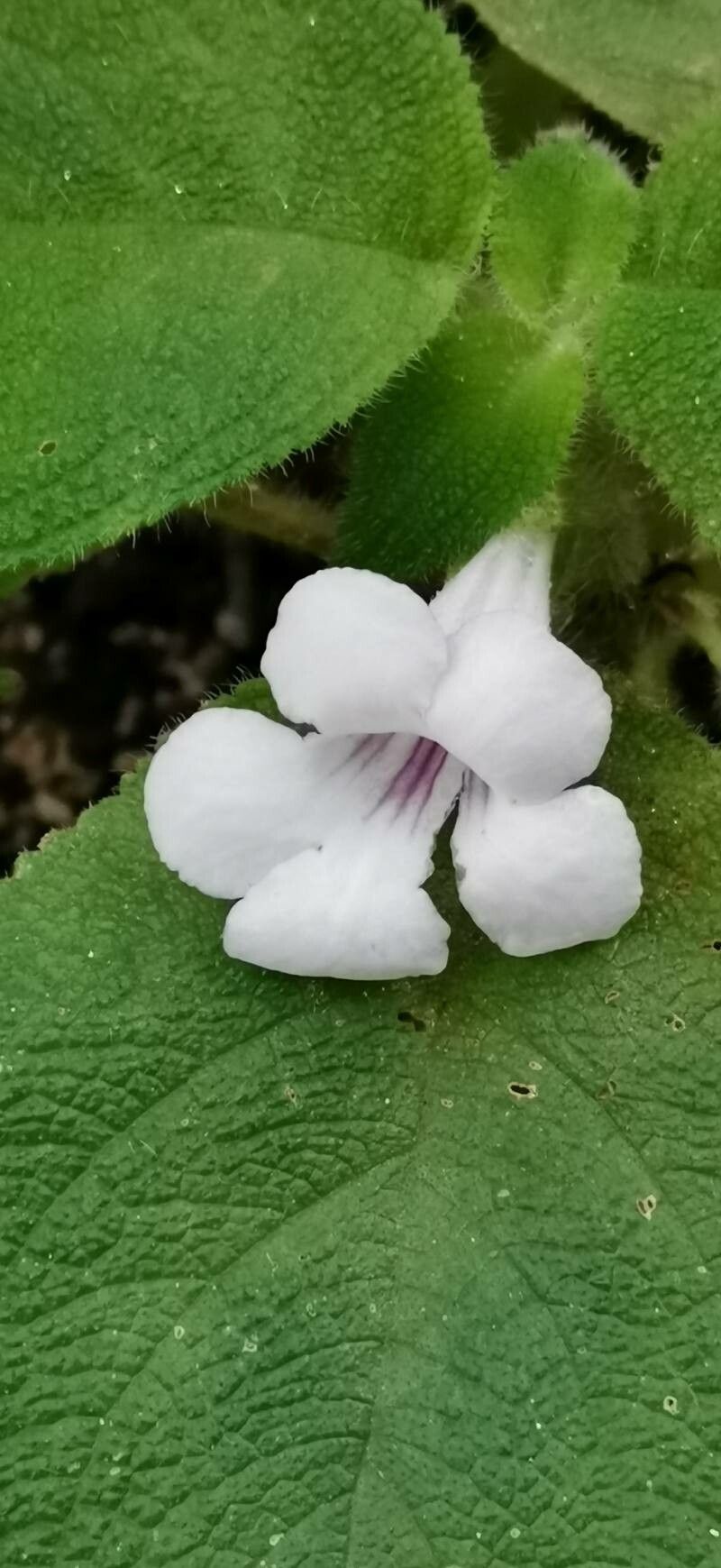Chrysothemis panamensis flower