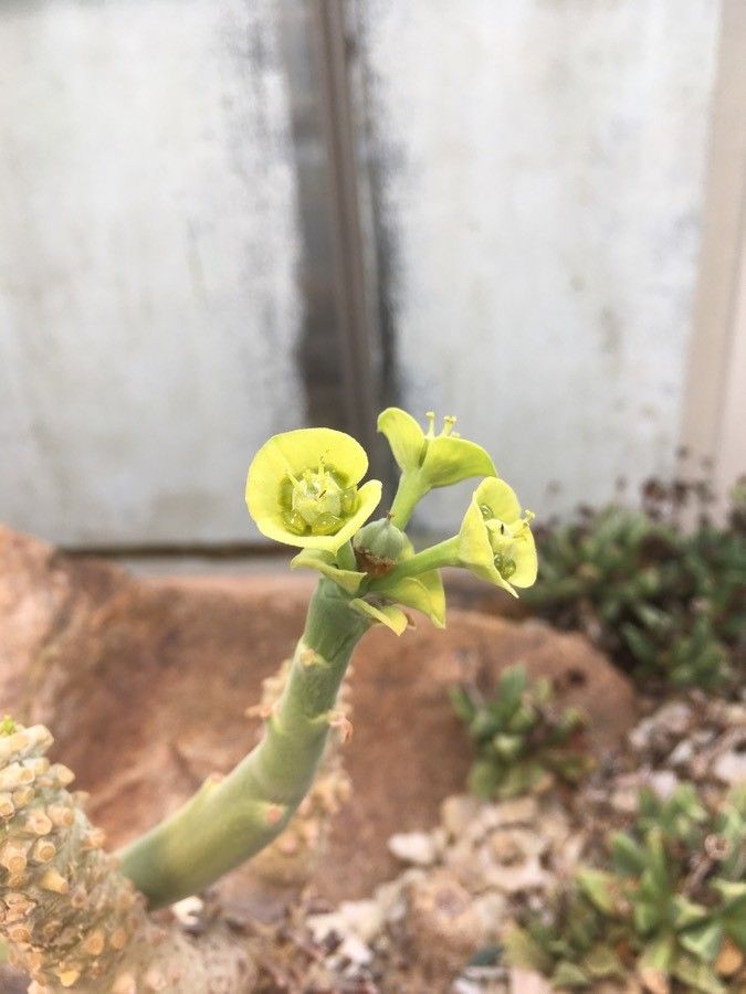 Euphorbia dregeana flower