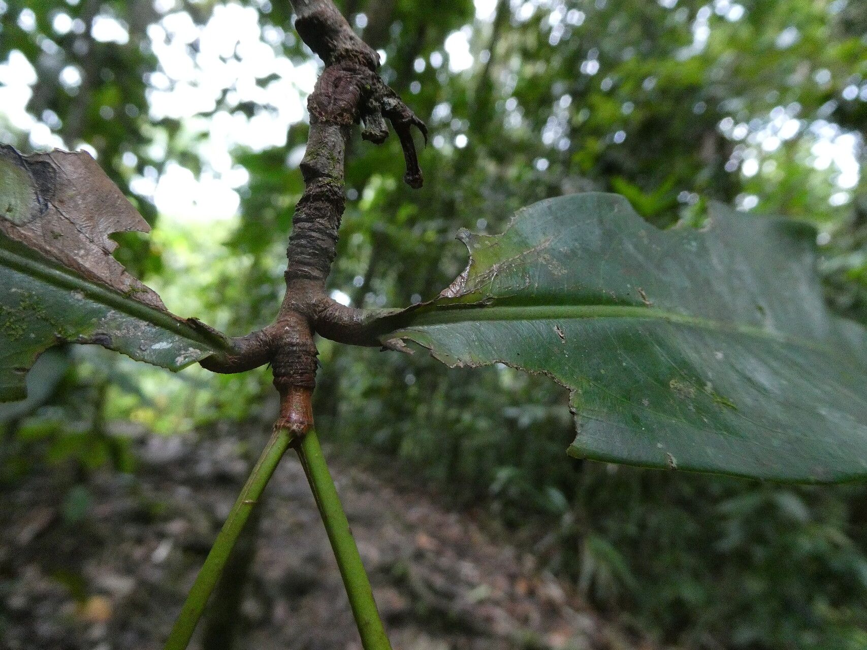 Ouratea longifolia leaf