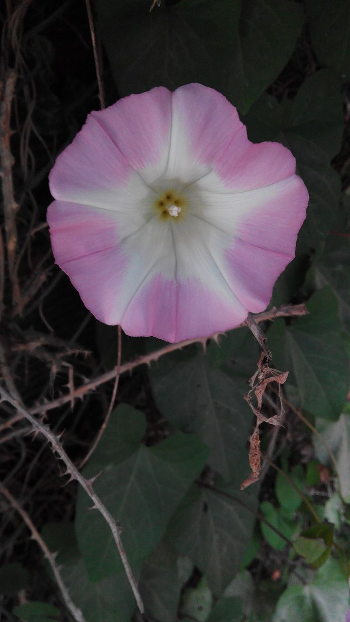 Convolvulus betonicifolius flower