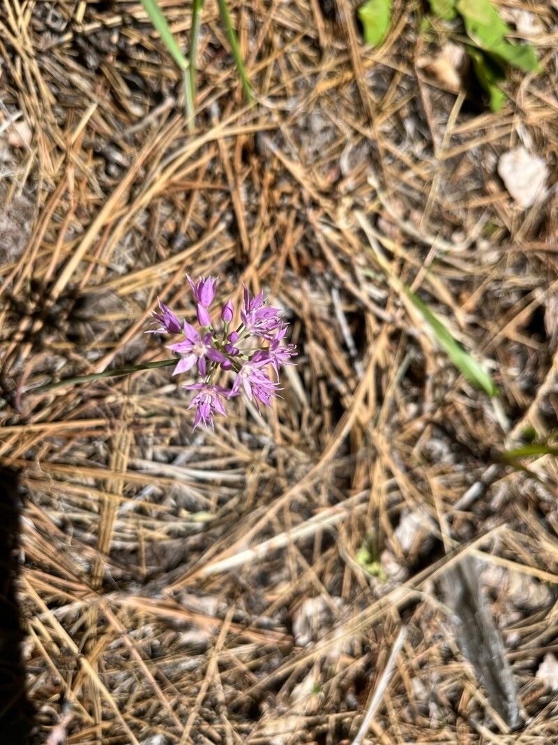 Allium bisceptrum — search result for 'Allium'