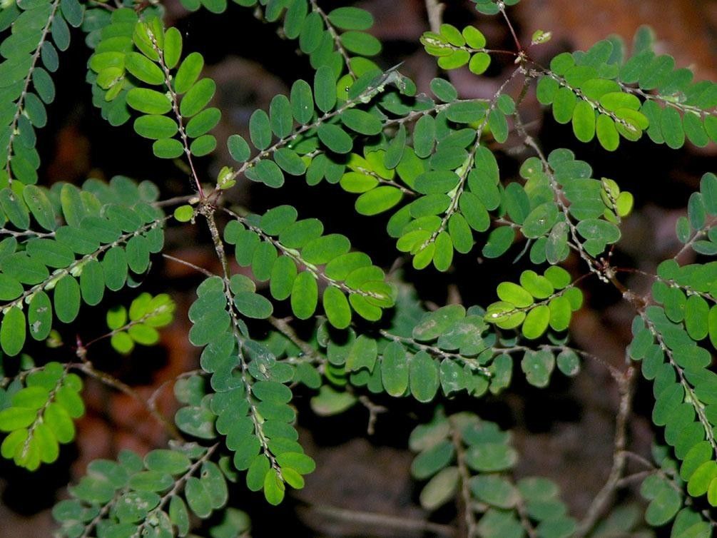 Phyllanthus stipulatus leaf