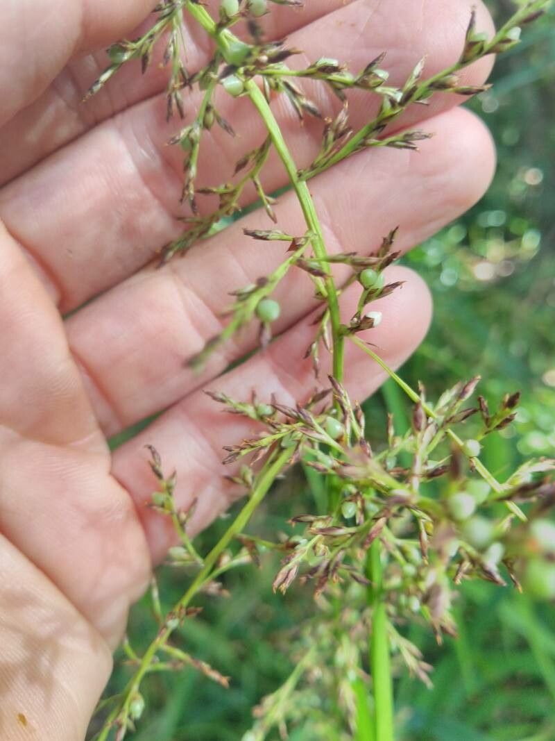 Scleria sieberi fruit