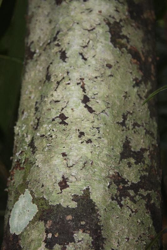 Rhodostemonodaphne elephantopus bark