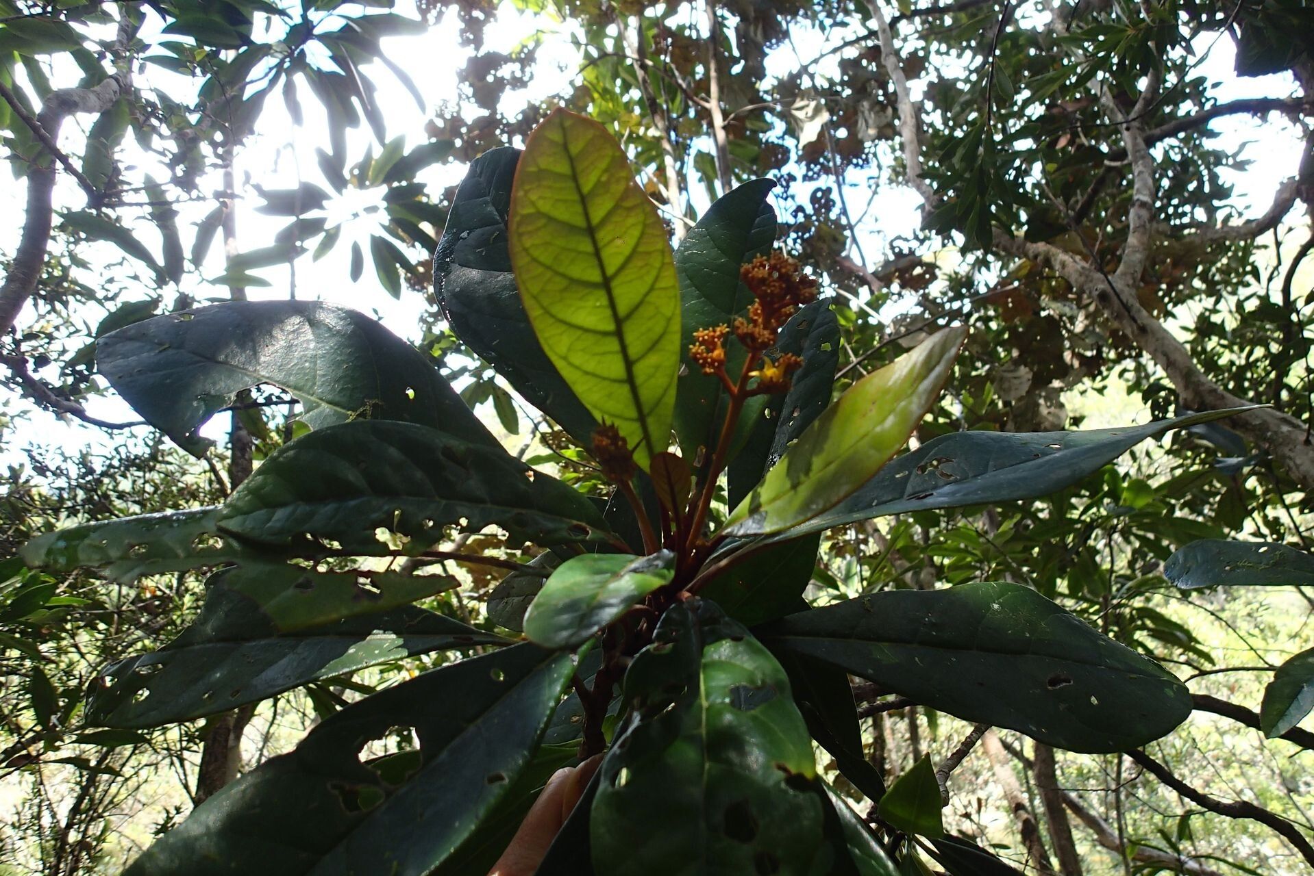 Argophyllum riparium leaf