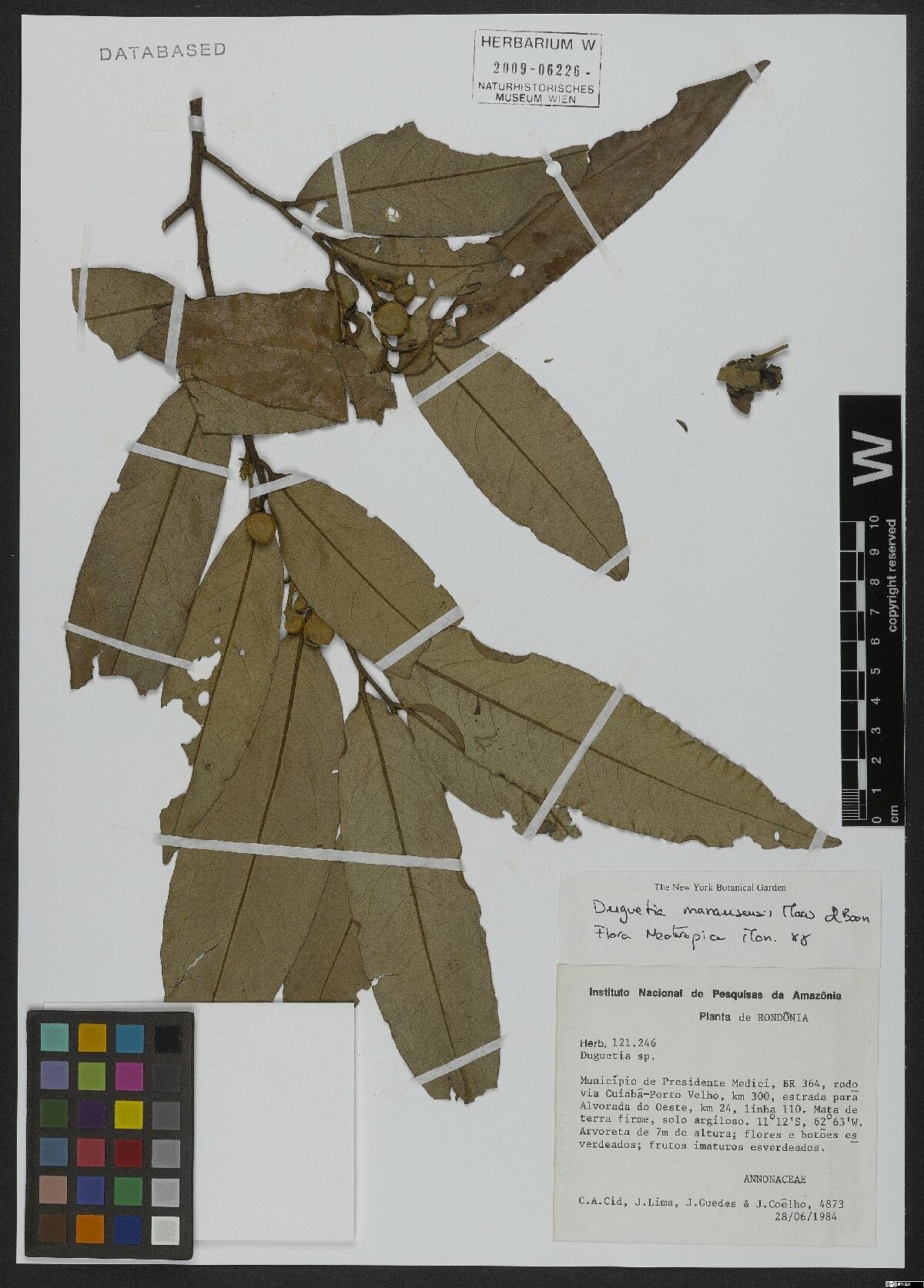 Duguetia manausensis fruit