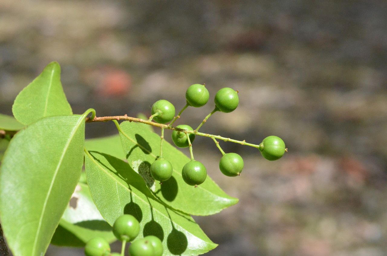 Celastrus subspicatus fruit
