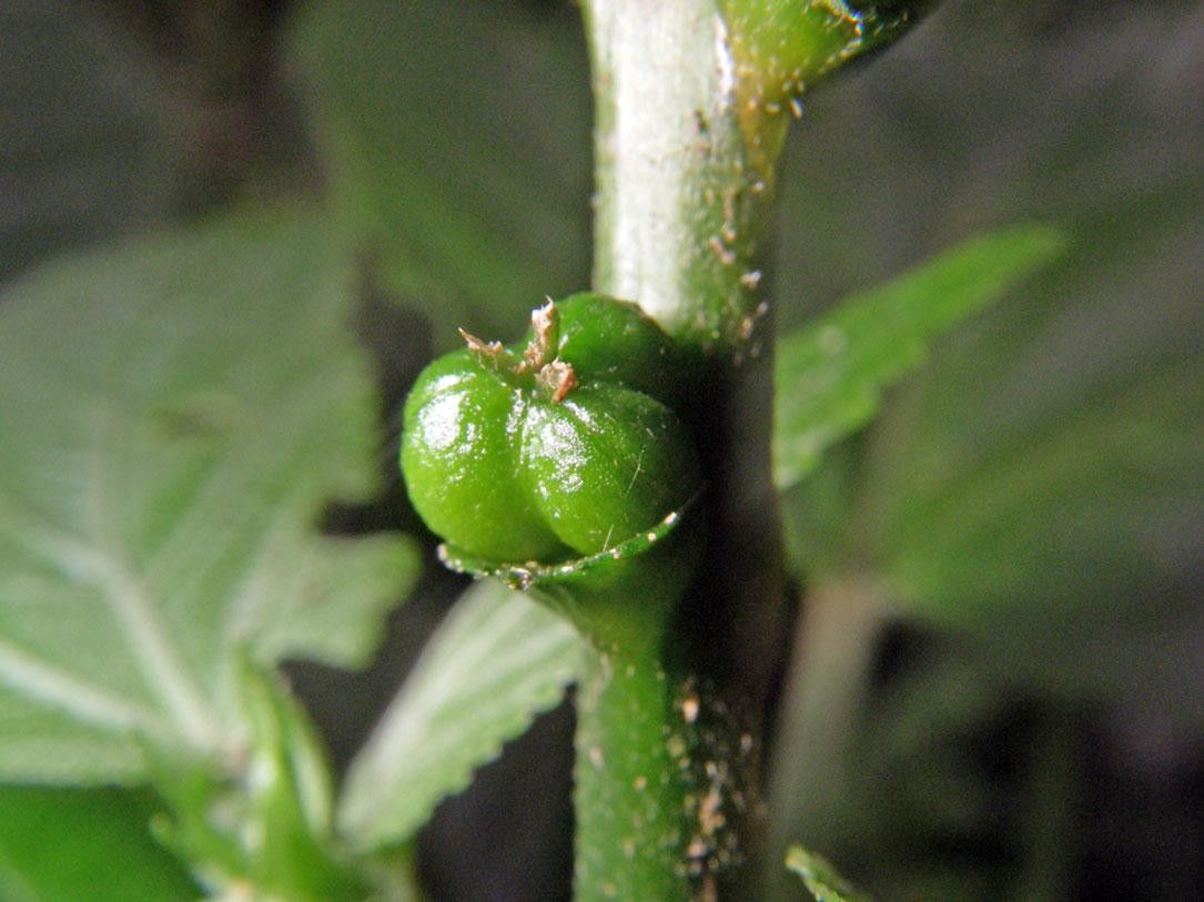 Acalypha radinostachya bark