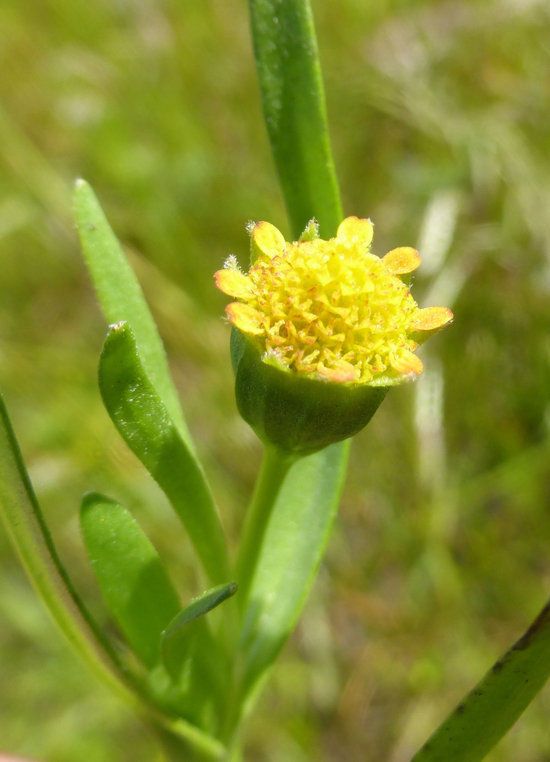 Lasthenia glaberrima — houseplant care guide