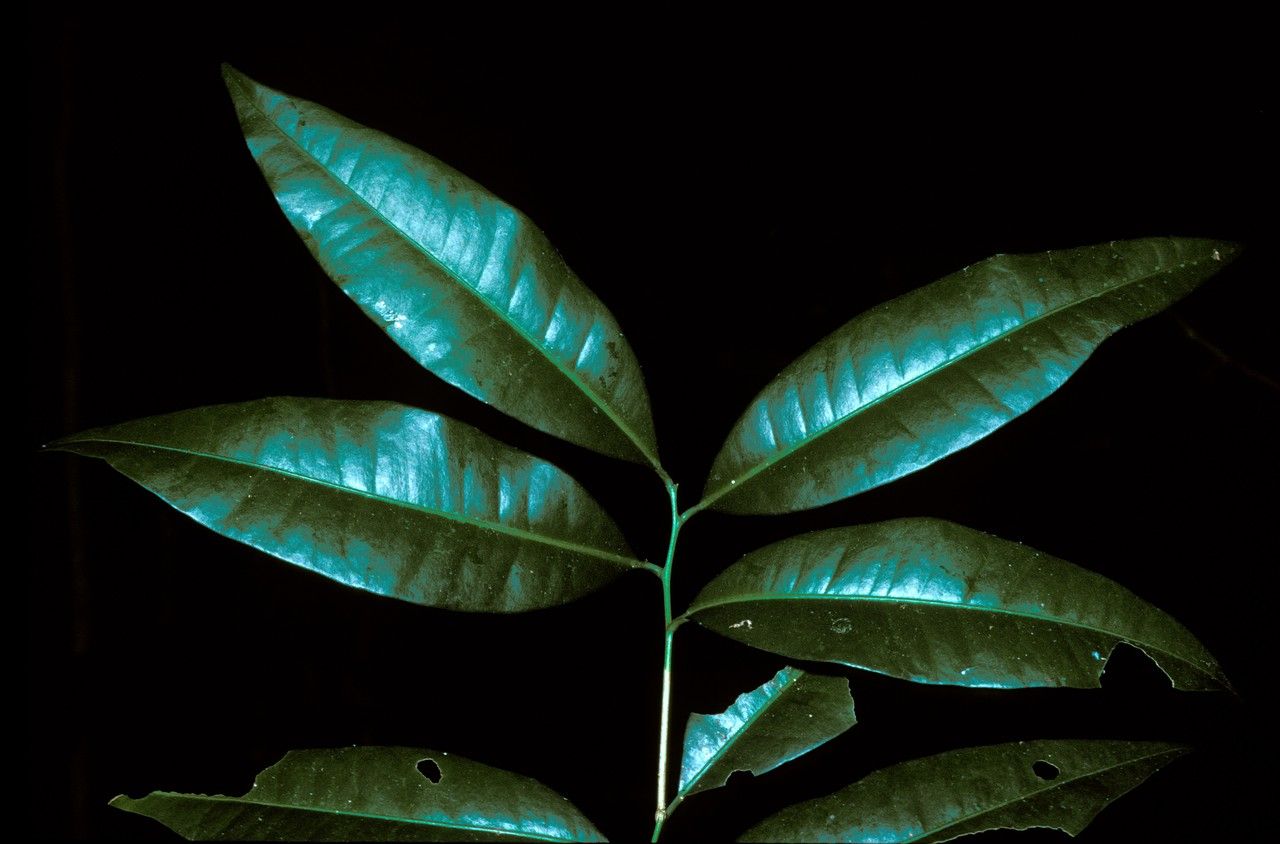 Atalantia racemosa — related species from the same genus