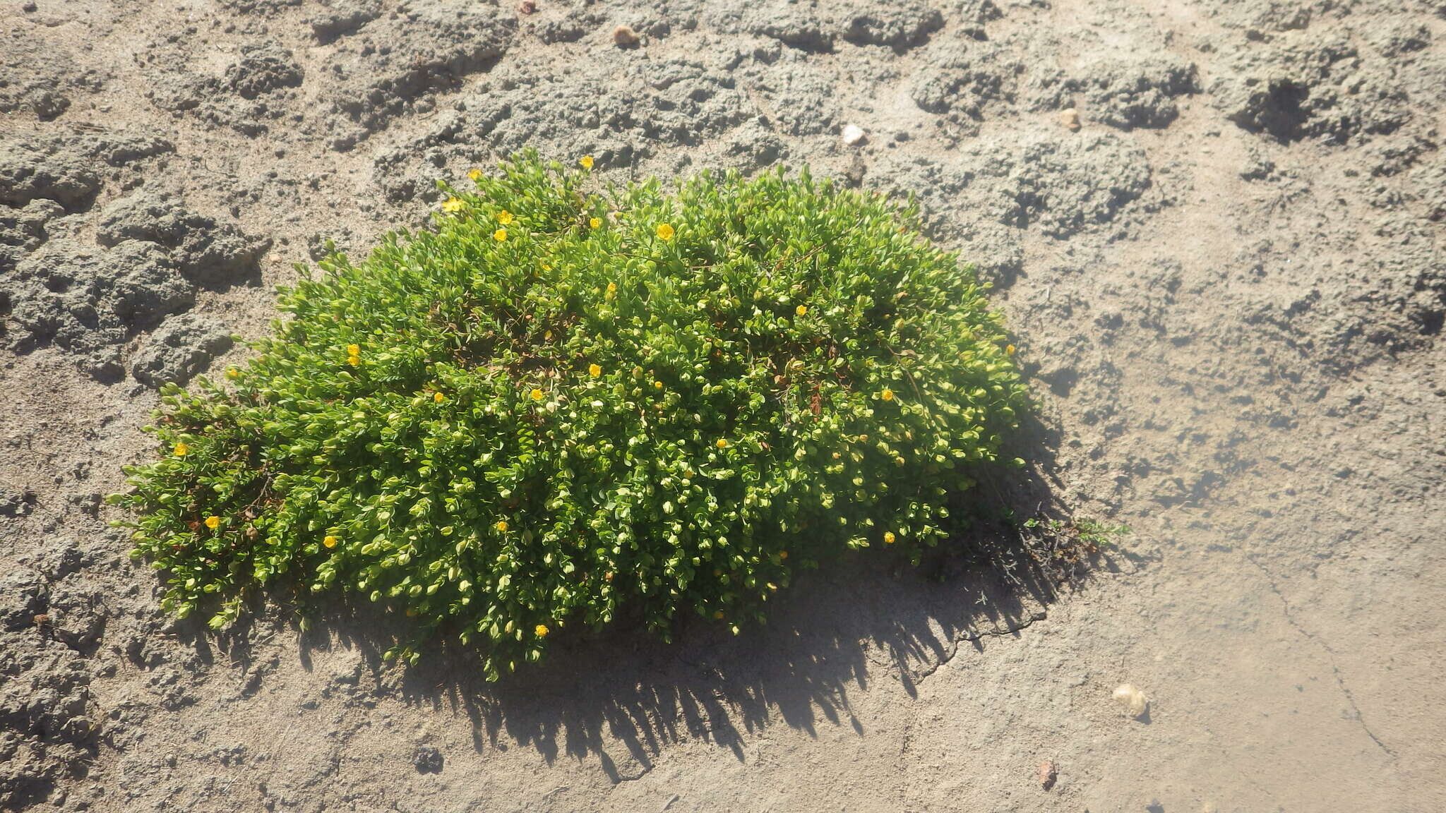 Hypericum globuliferum habit