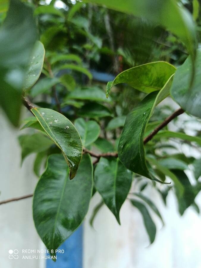 Aquilaria malaccensis leaf