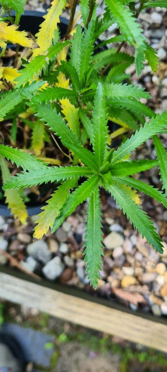 Achillea alpina leaf