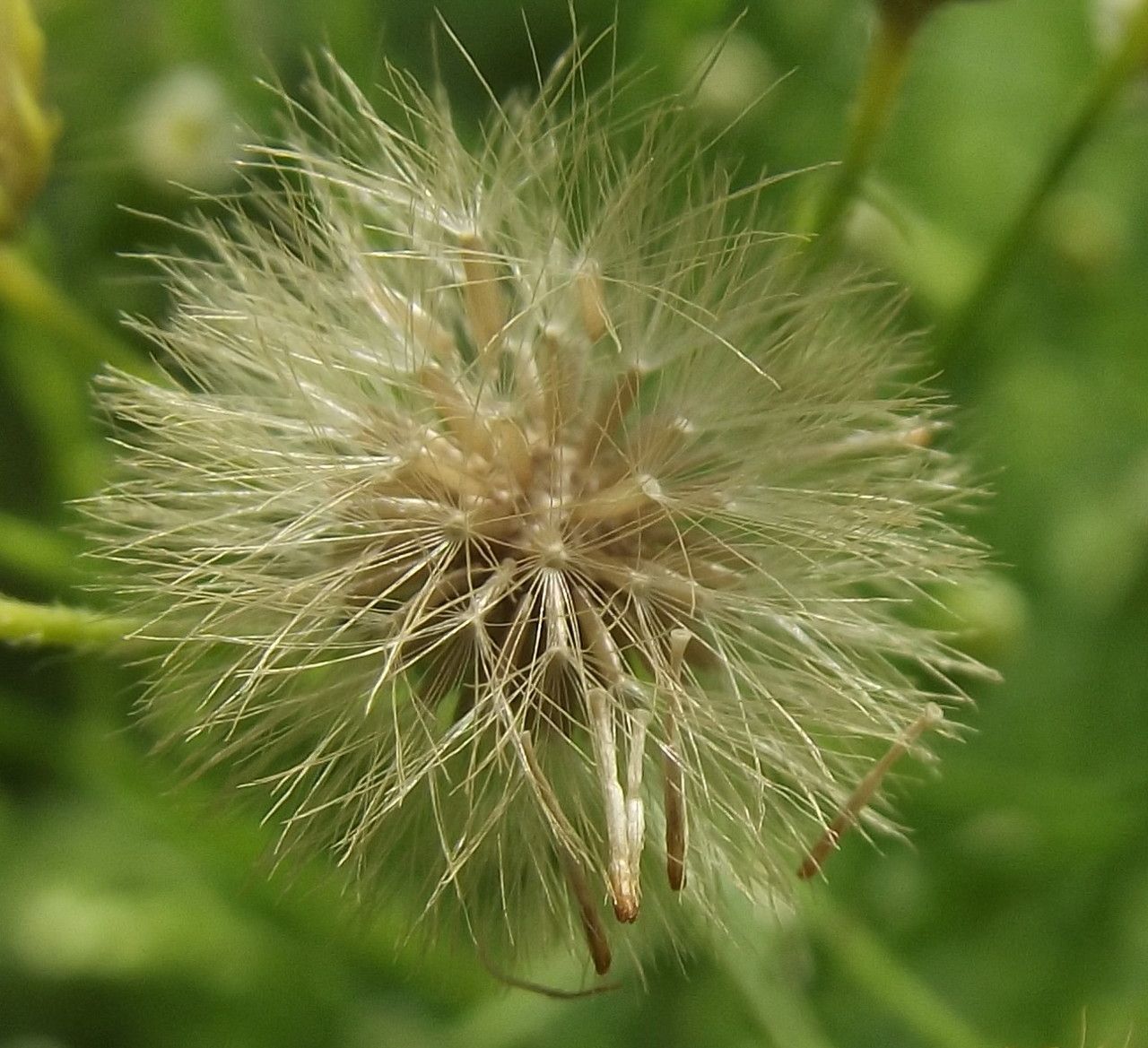 Conyza sumatrensis fruit