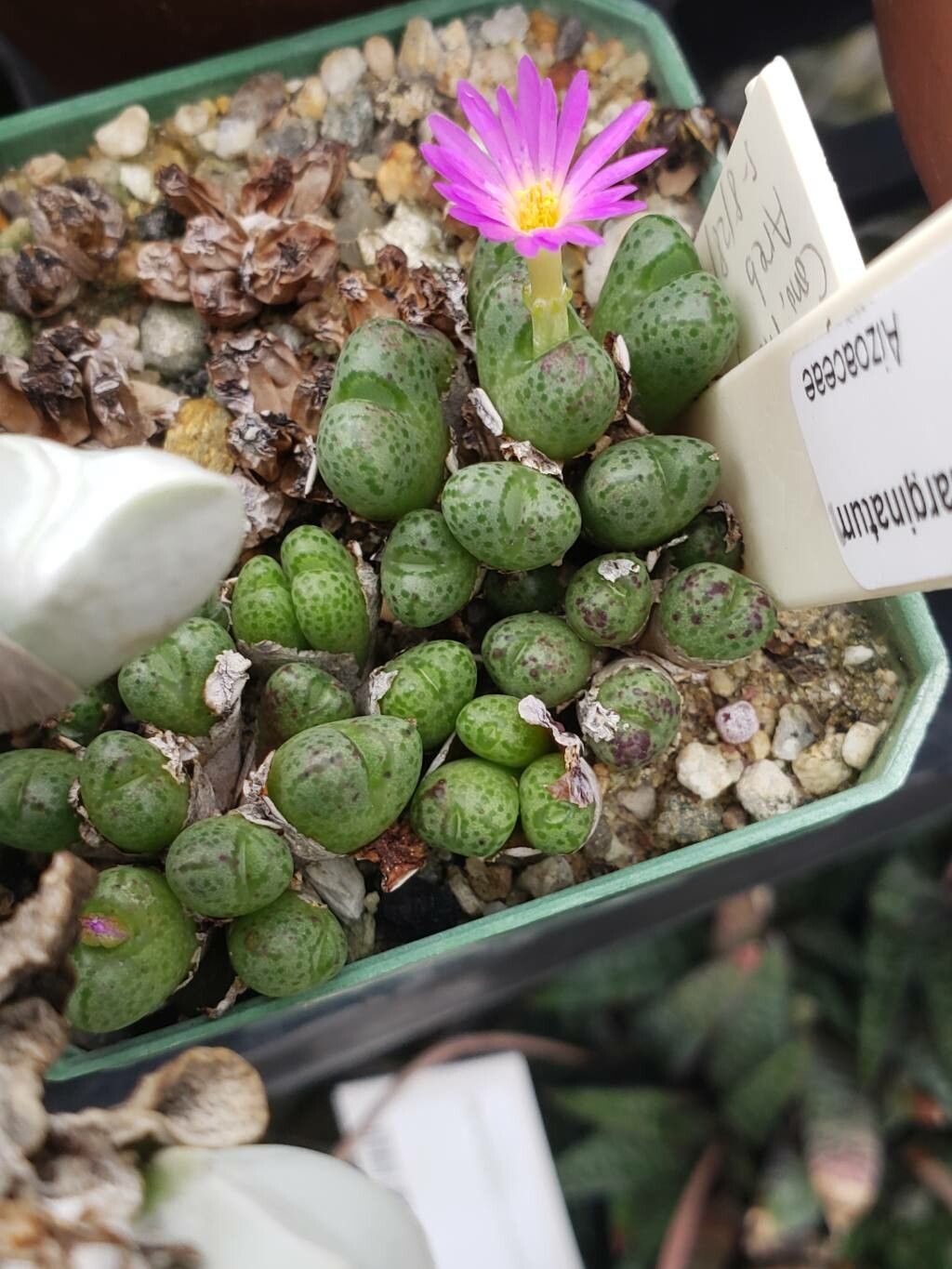 Conophytum marginatum — houseplant care guide