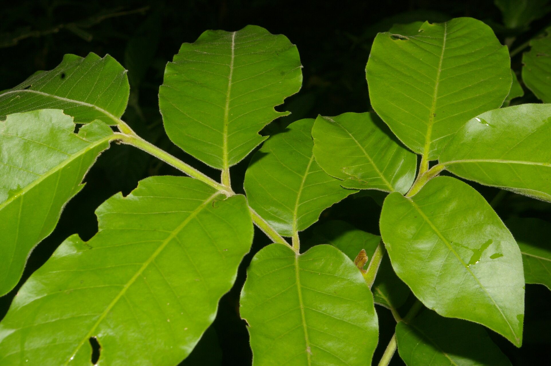 Guarea tonduzii leaf