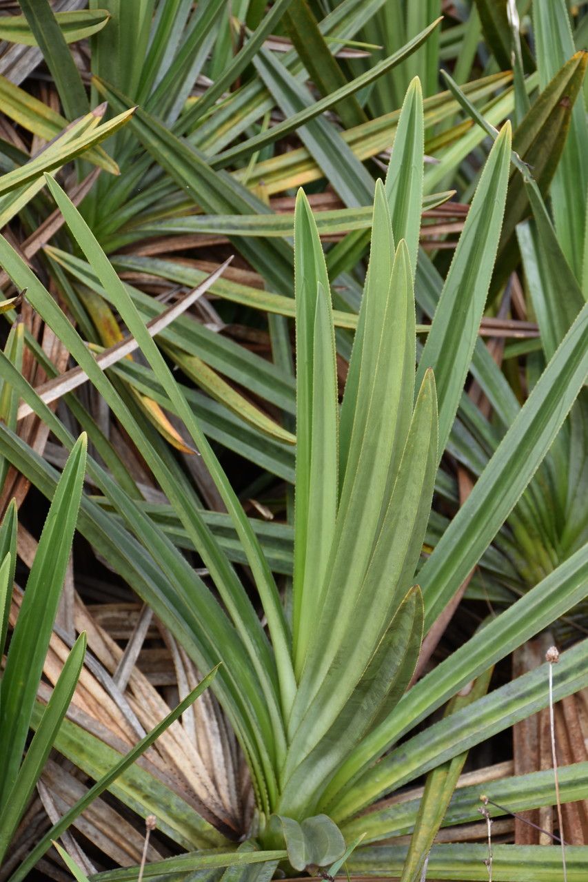 Pandanus rigidifolius leaf