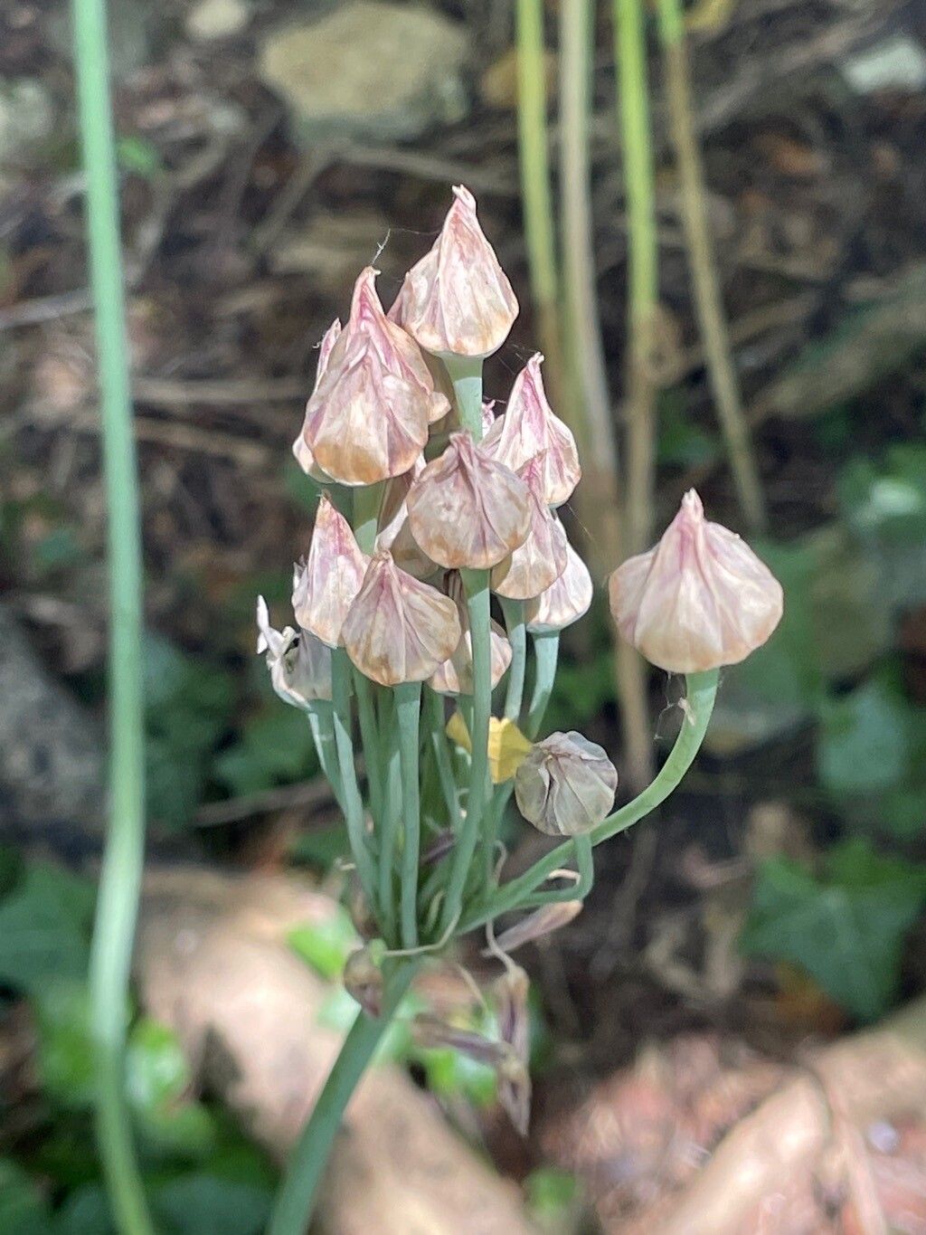 Allium siculum fruit