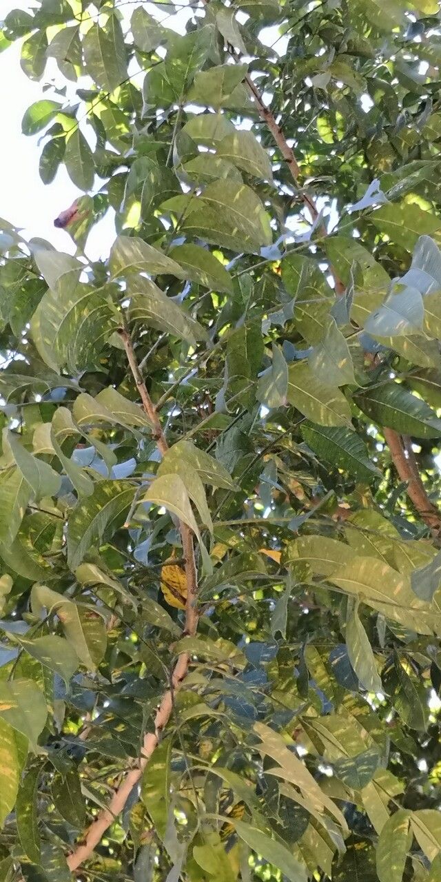 Trichilia emetica leaf