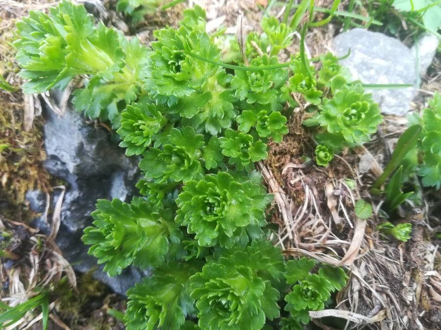 Saxifraga aquatica — search result for 'Saxifragaceae'